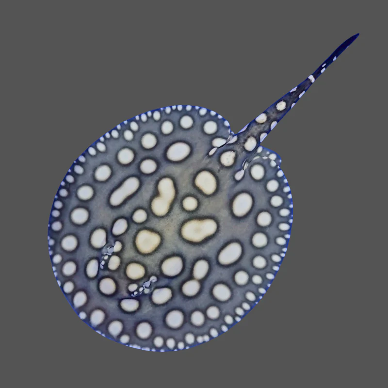 Black diamond stingray female 8.5 inch