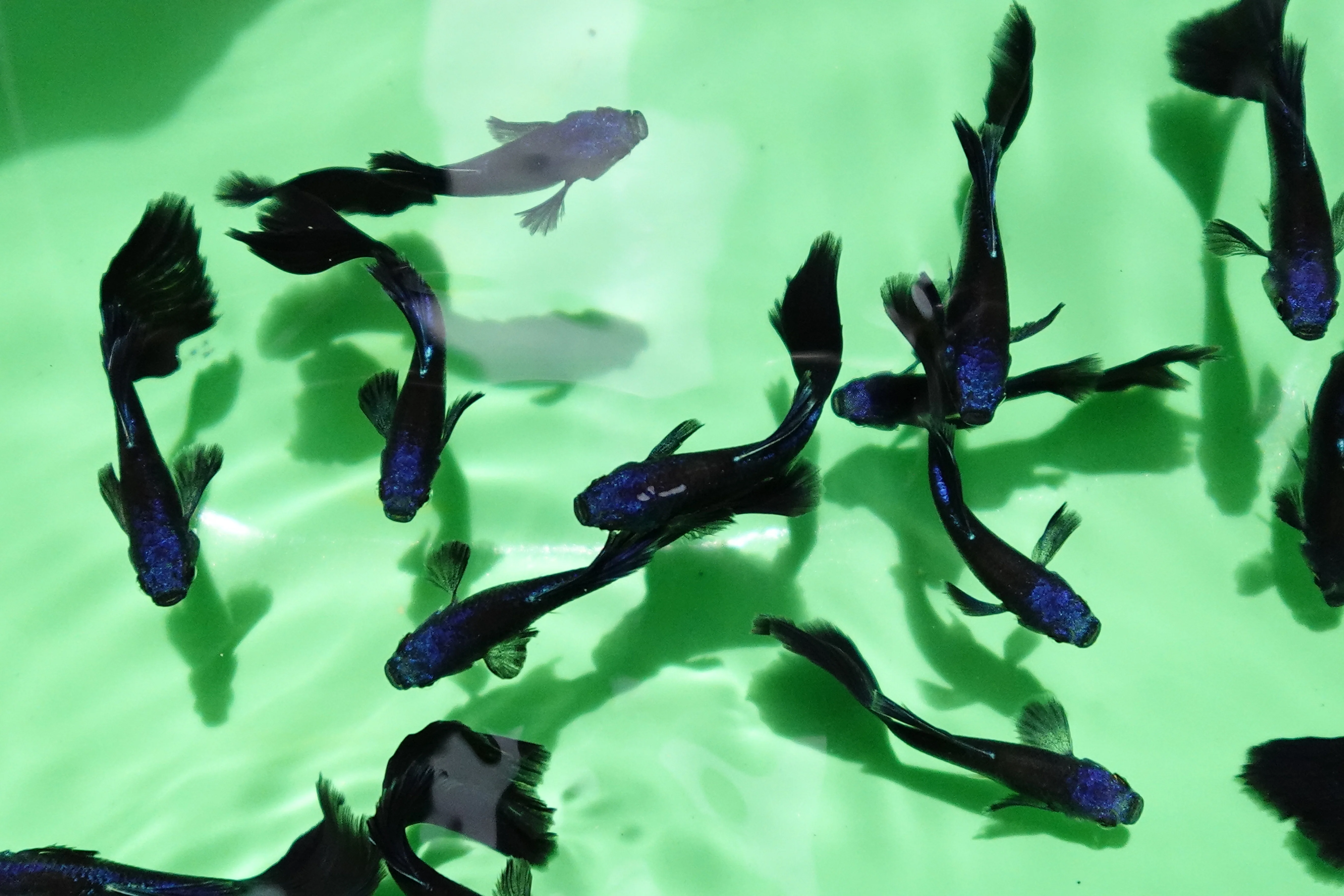 Blue Moscow Guppy Fish - Image 2