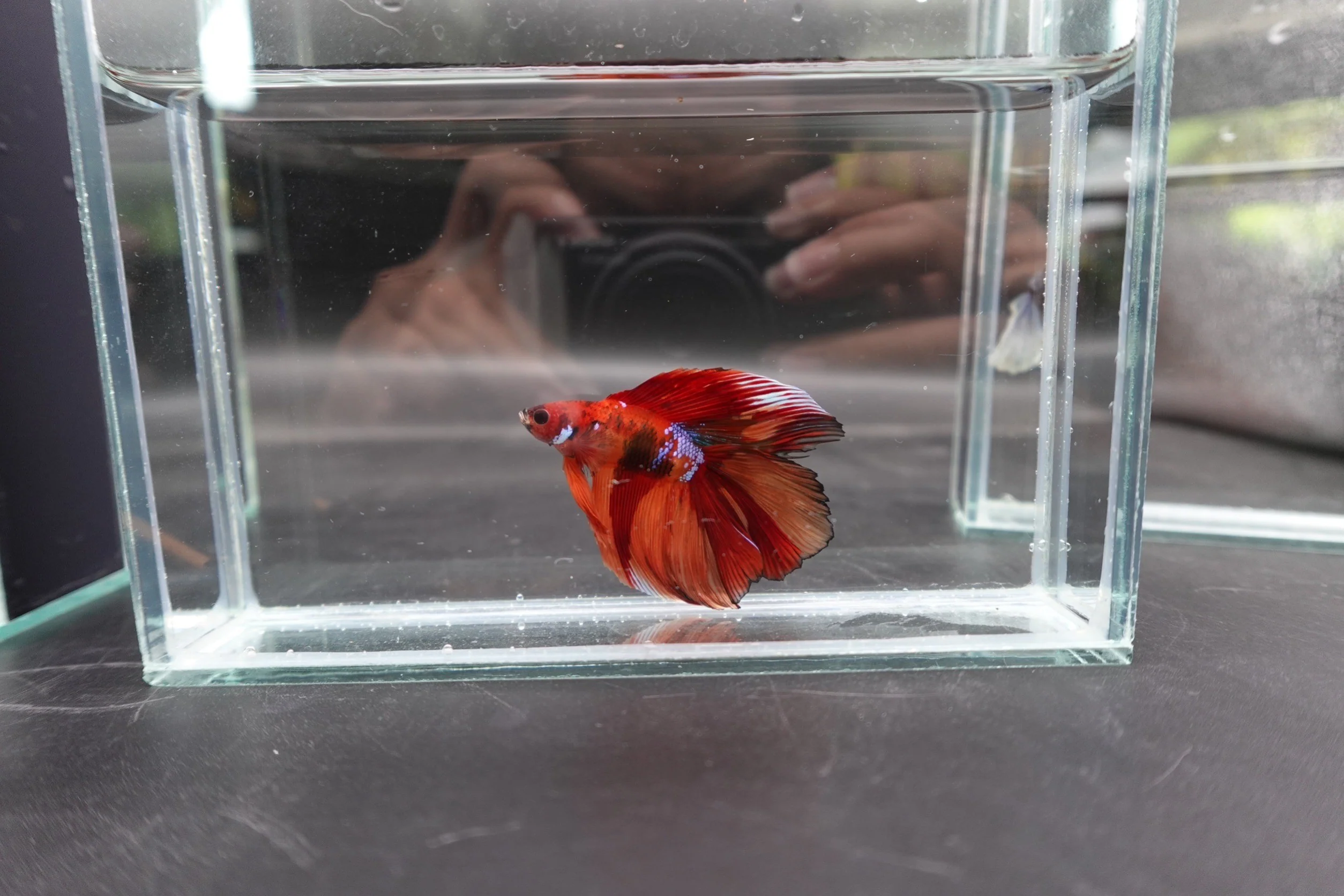 Competition Doubletail Nemo Betta Fish (MALE) - Image 2