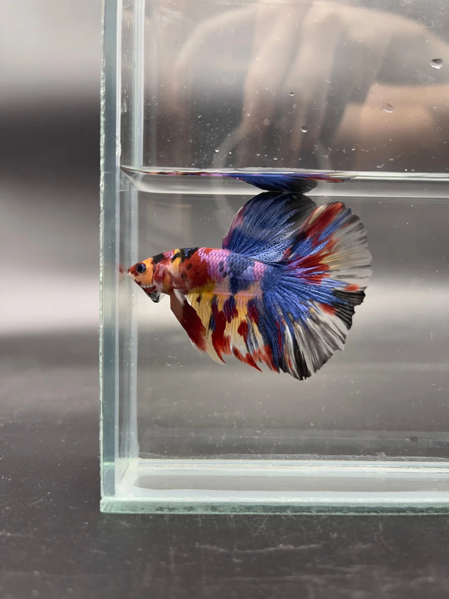 Competition Giant Halfmoon Multicolors Betta Fish (MALE) - Image 3