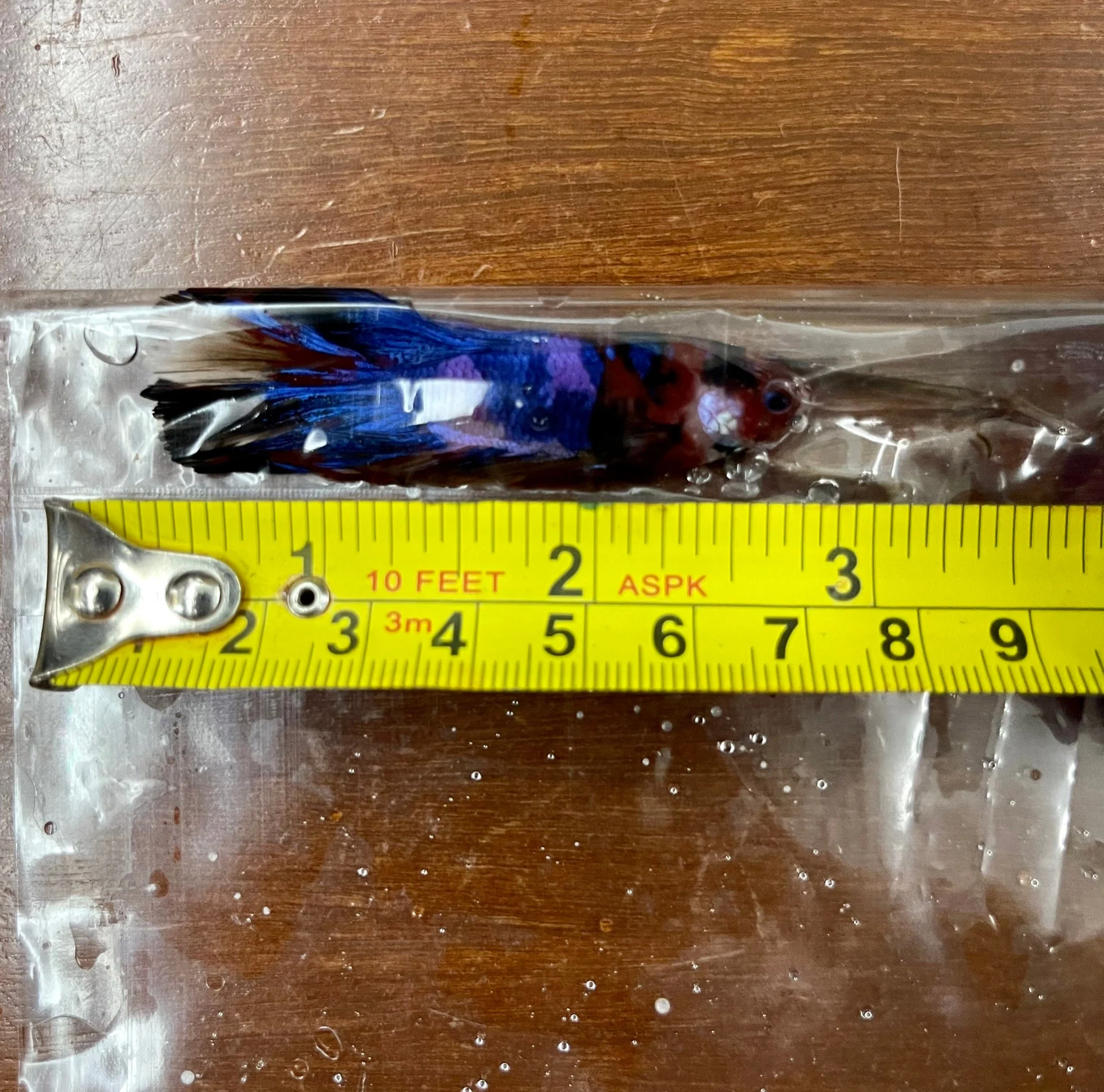 Competition Giant Halfmoon Multicolors Betta Fish (MALE) - Image 4