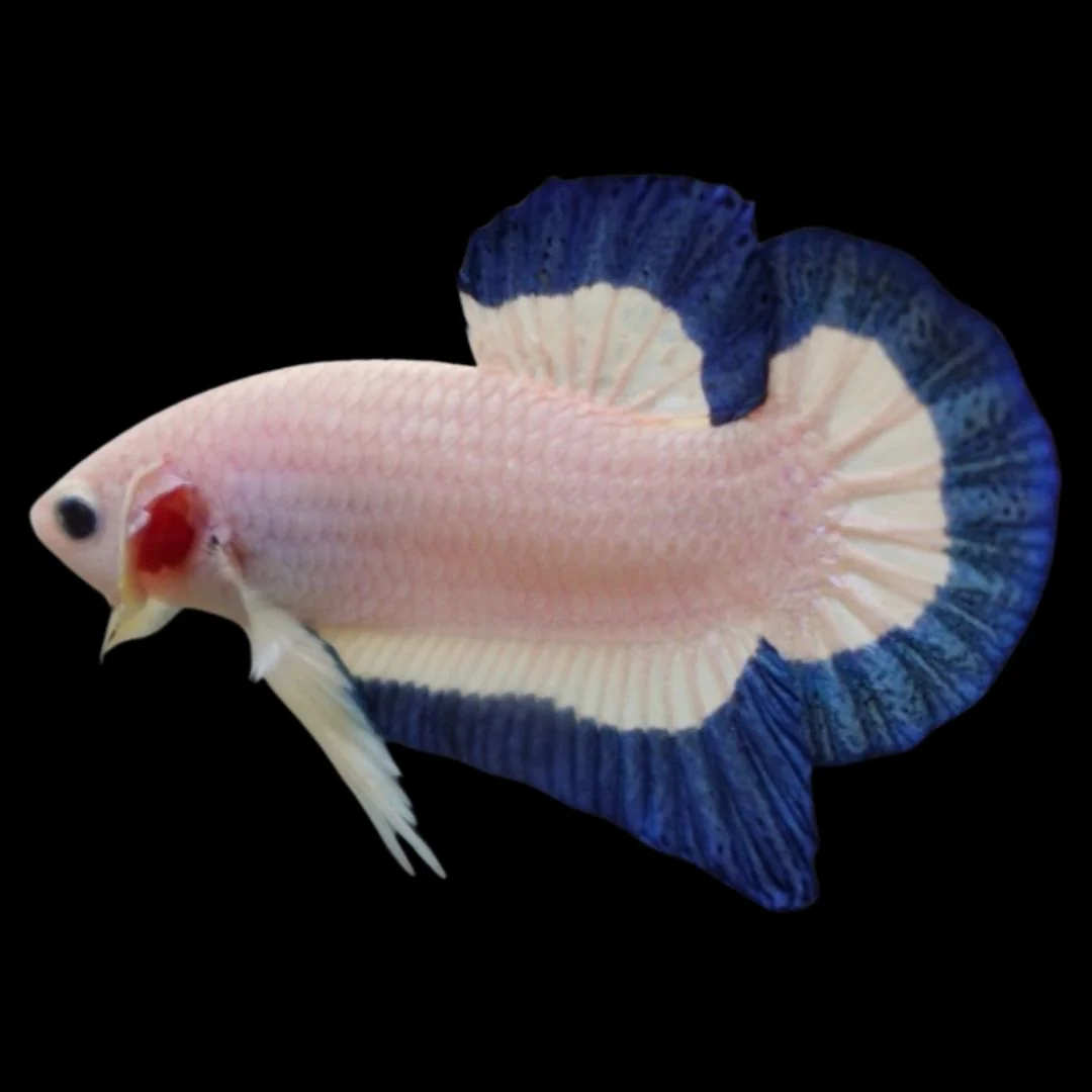 Competition grade - Blue Marble Betta Fish (MALE)