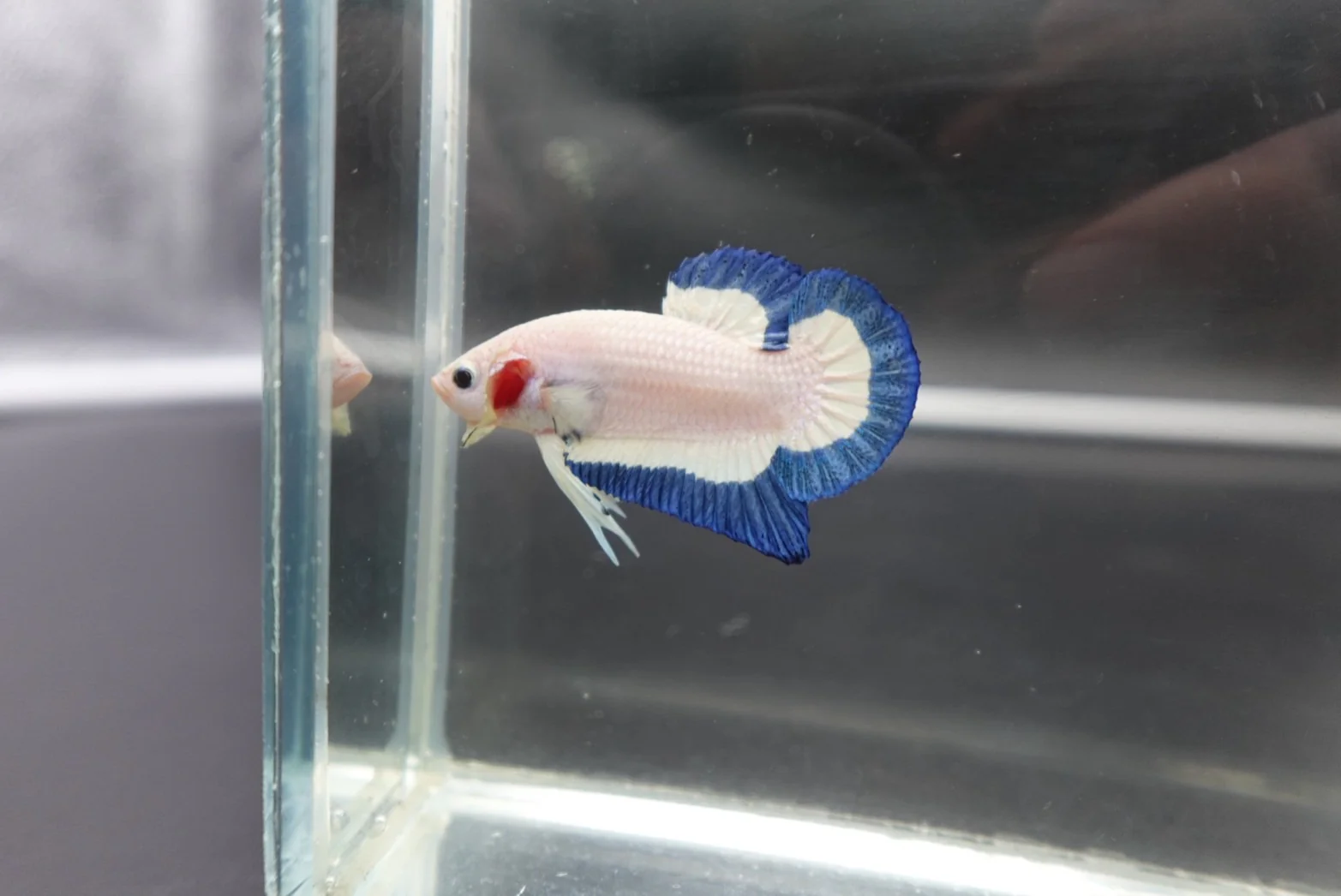 Competition grade - Blue Marble Betta Fish (MALE) - Image 2