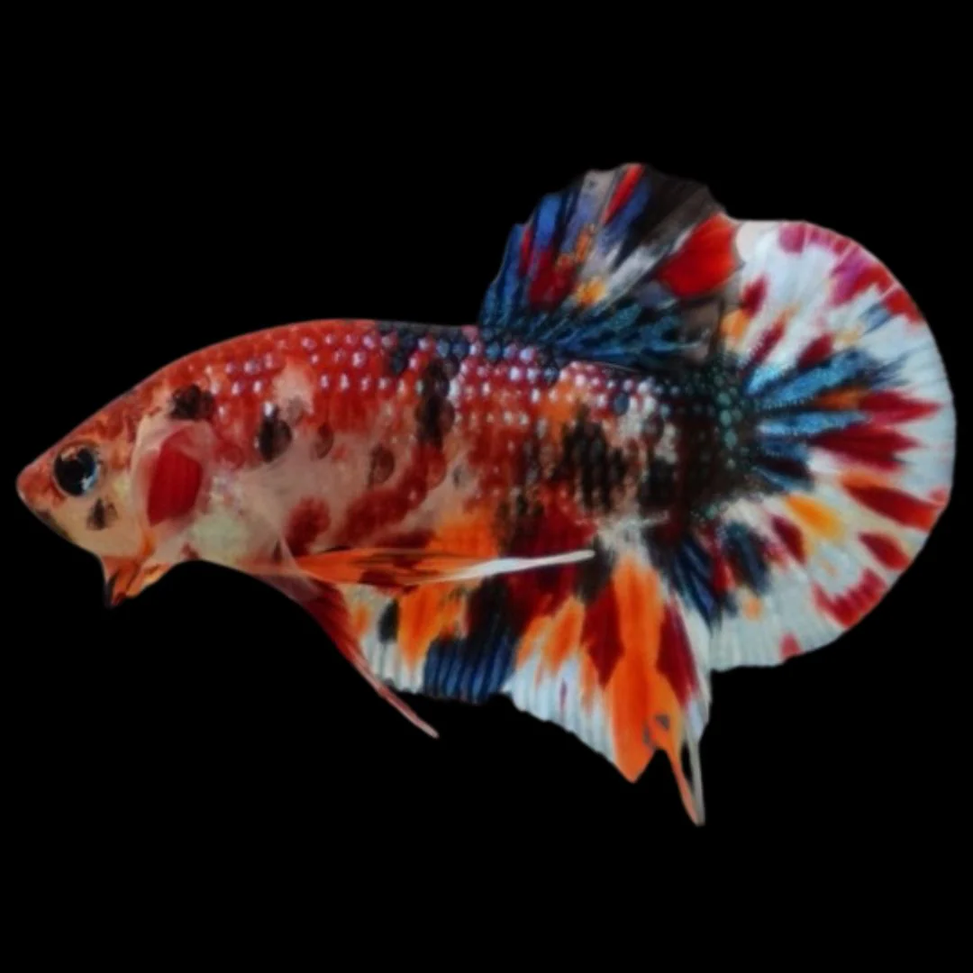 Competition grade - Candy Multicolors Betta Fish (MALE)