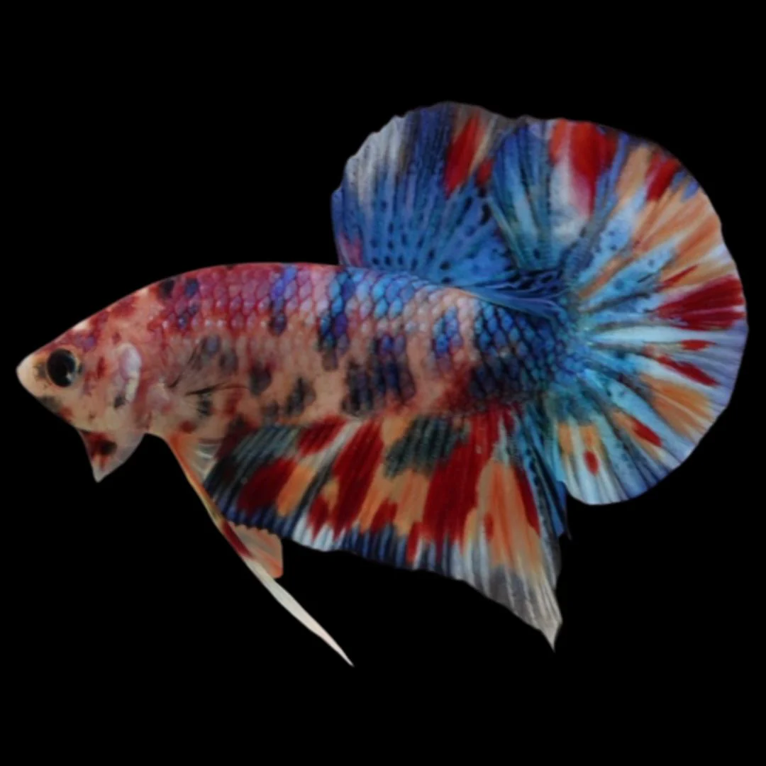 Competition grade - Candy Multicolors Betta Fish (MALE)