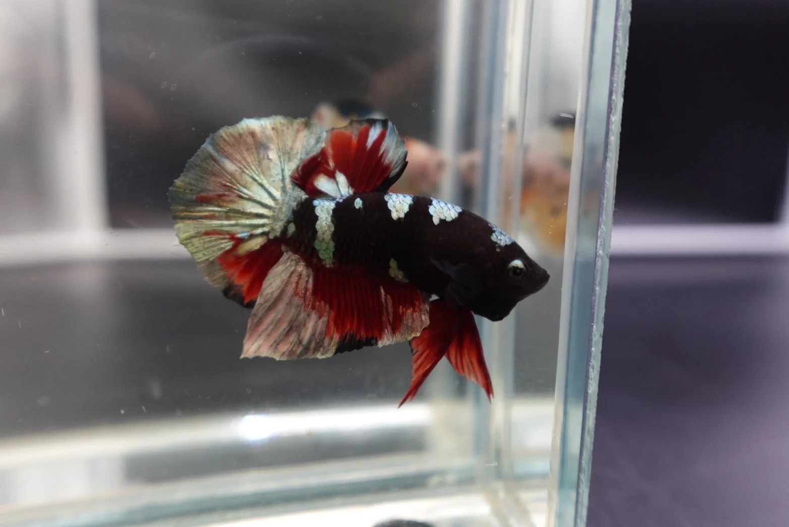 Competition grade - Koi Black Copper Betta Fish (MALE) - Image 2