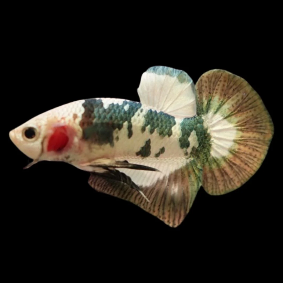 Competition grade - Koi Copper Betta Fish (MALE)