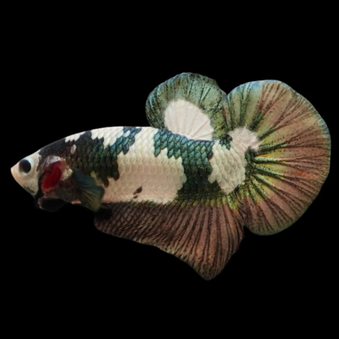 Competition grade - Koi Copper Betta Fish (MALE)