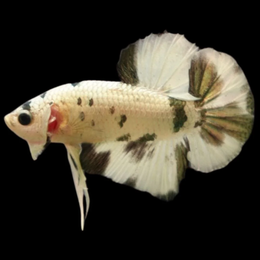 Competition grade - Koi Copper Betta Fish (MALE)