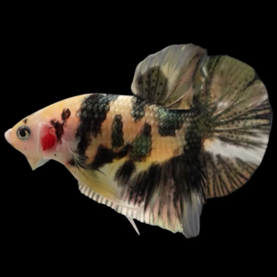 Competition grade - Koi Copper Betta Fish (MALE)