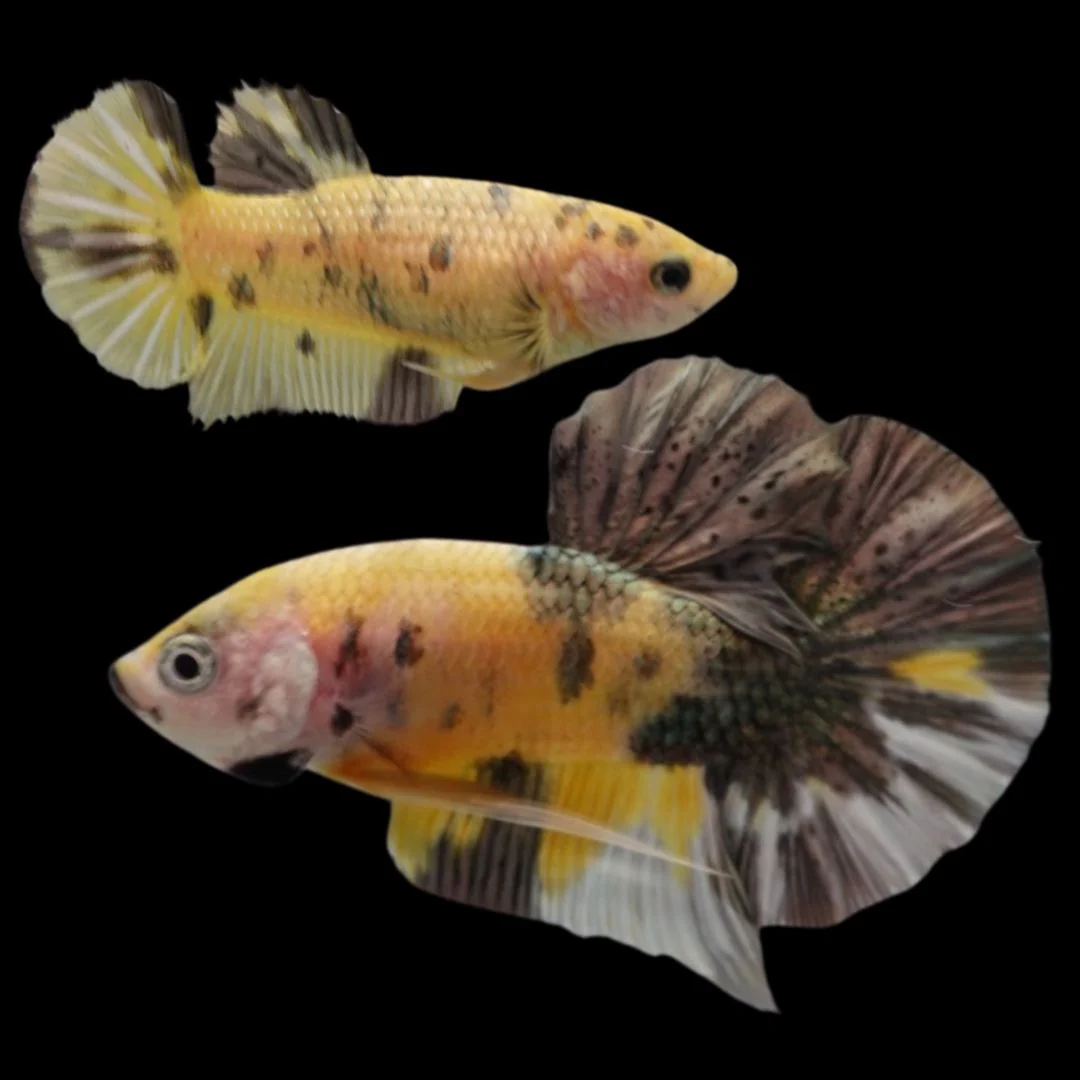 Competition grade - Pair Koi Copper Betta Fish (MALE)