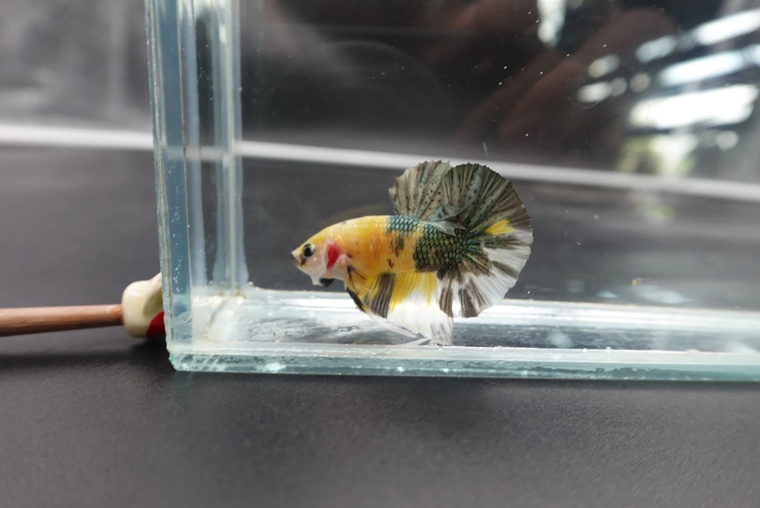 Competition grade - Pair Koi Copper Betta Fish (MALE) - Image 2