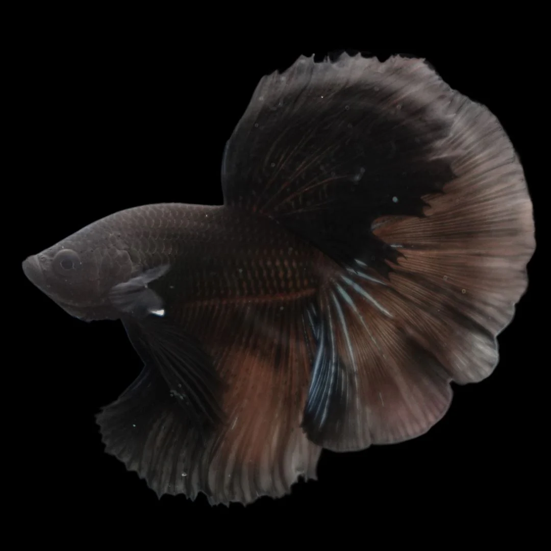 Competition grade - Super Black Halfmoon Betta Fish (MALE)