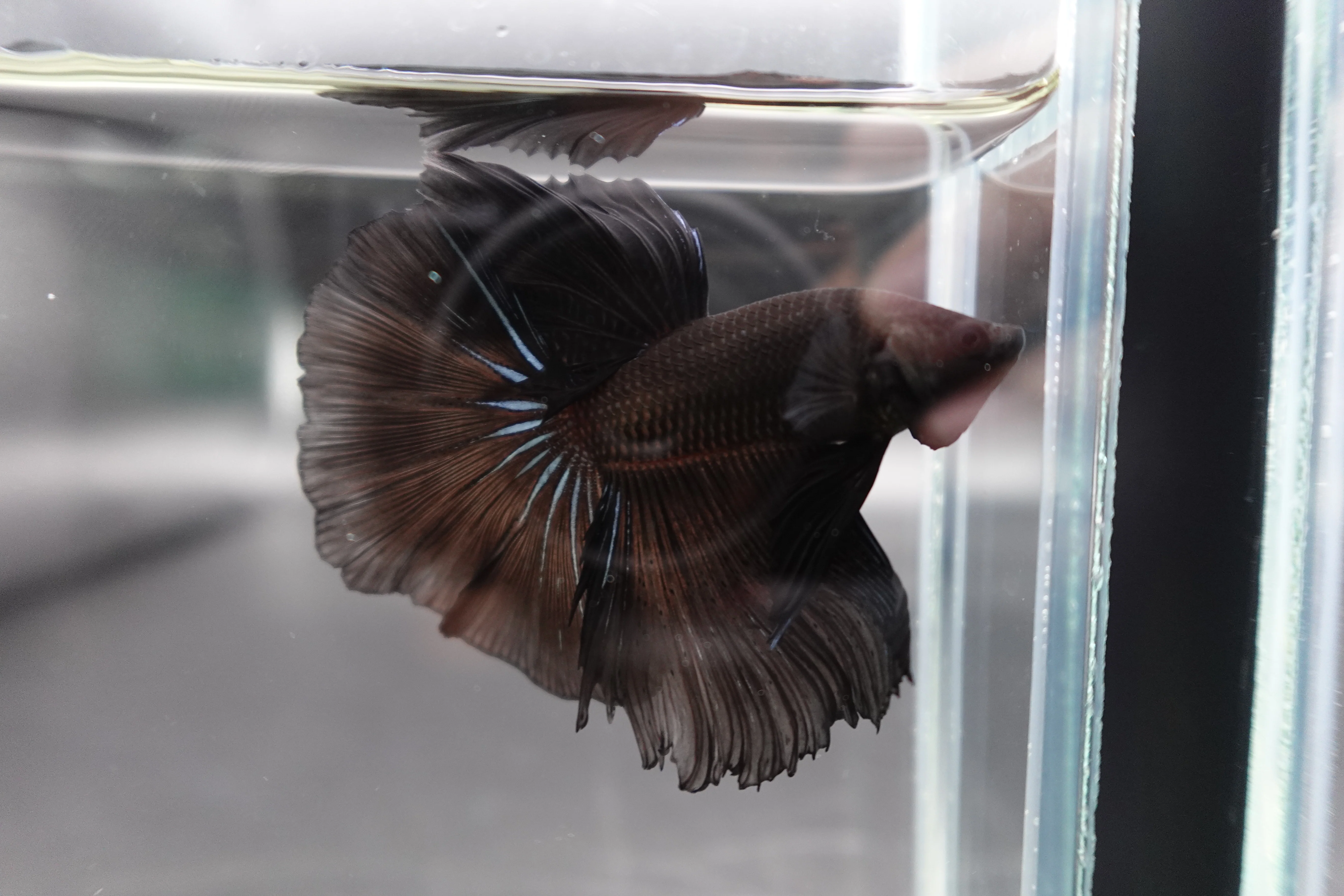 Competition grade - Super Black Halfmoon Betta Fish (MALE) - Image 2