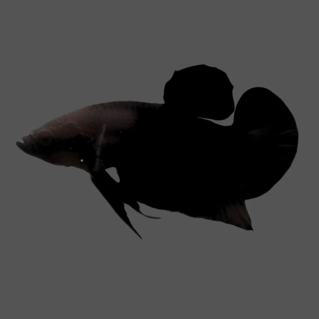 Competition grade - Super Black HMPK Betta Fish (MALE)
