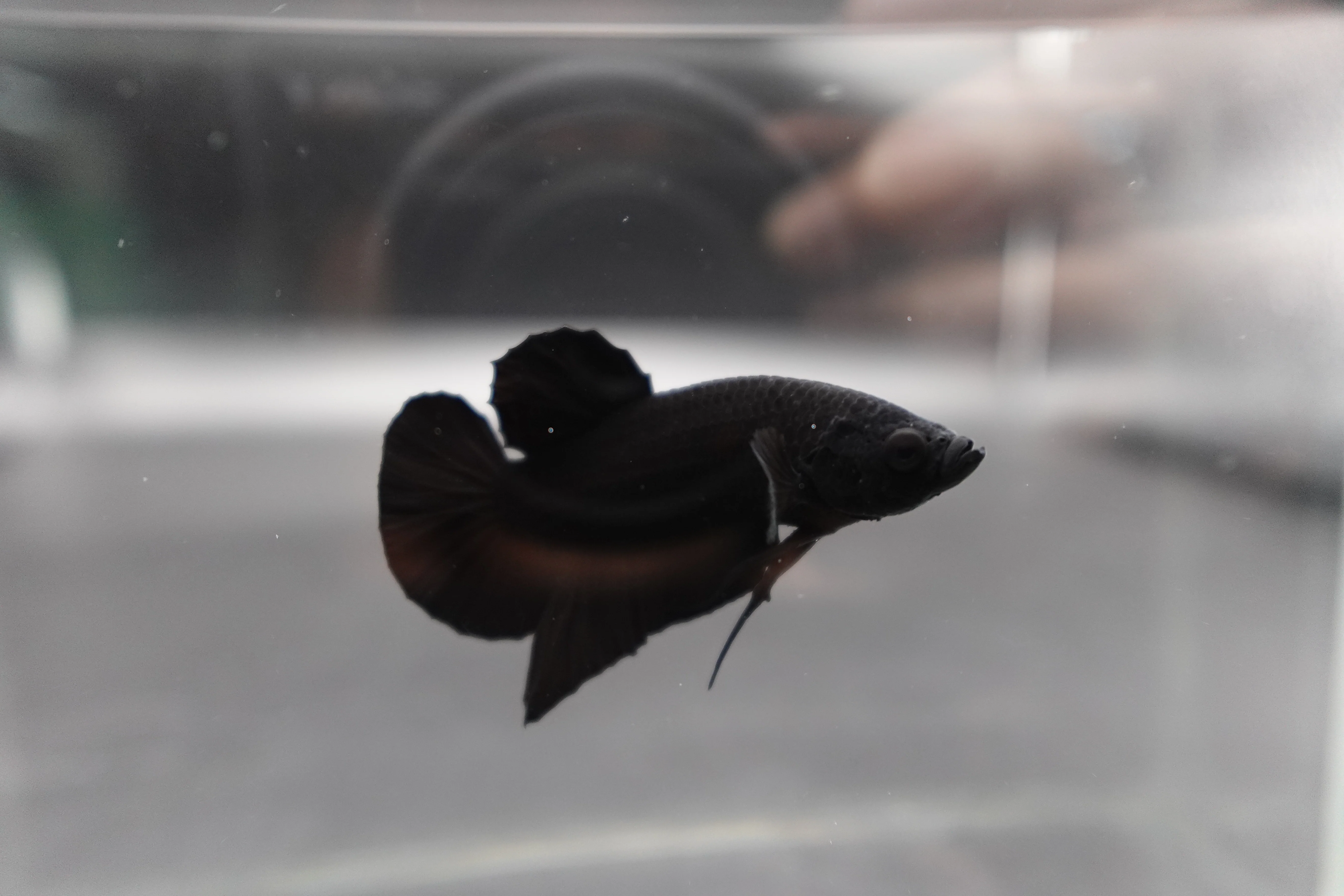 Competition grade - Super Black HMPK Betta Fish (MALE) - Image 2