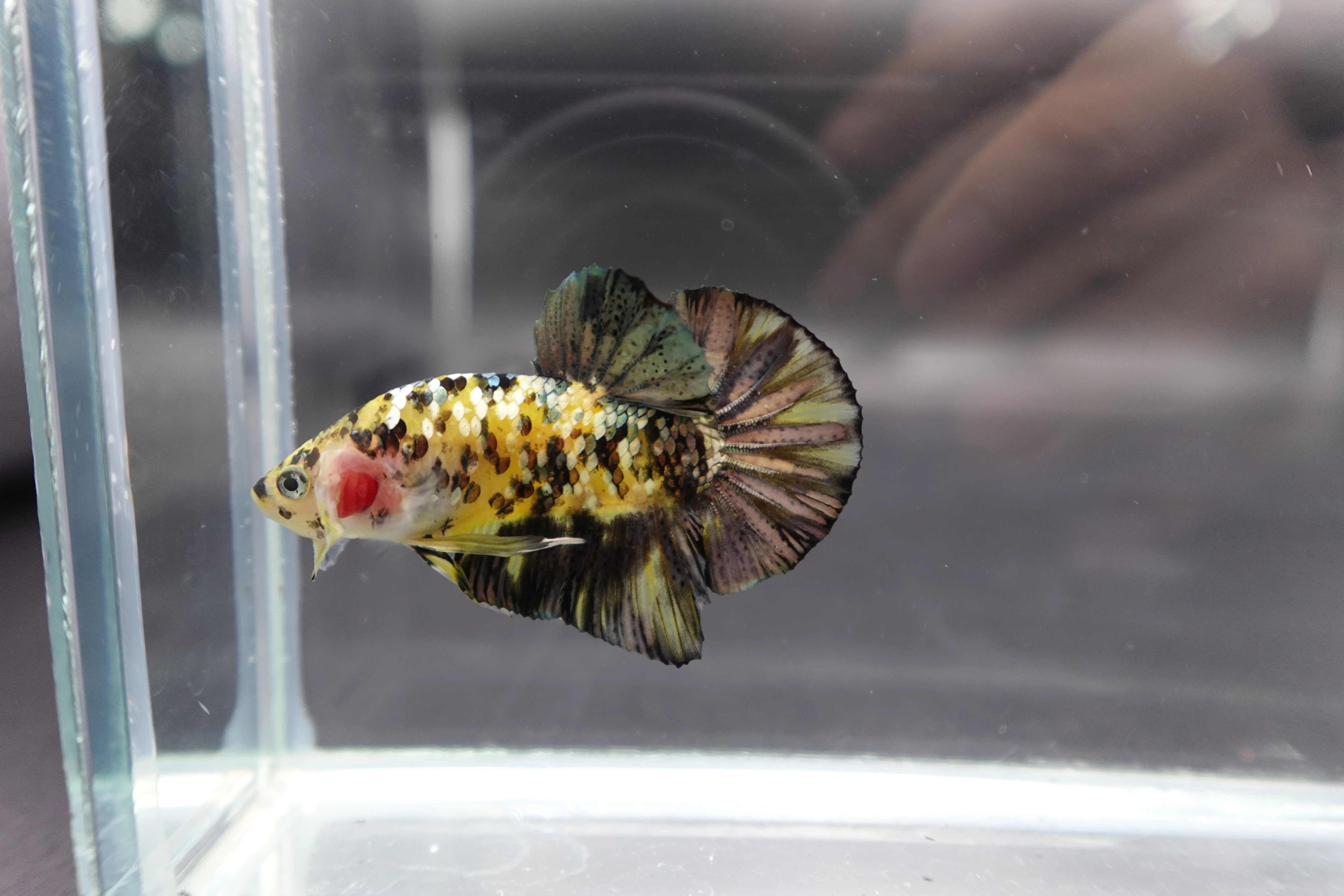 Competition grade - Yellow Copper Tiger Betta Fish (MALE) - Image 2