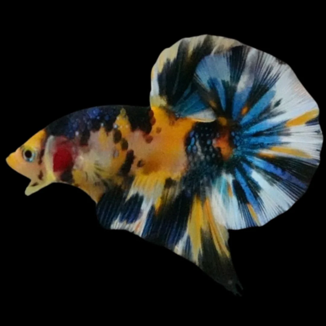 Competition Halfmoon Multicolors Betta Fish (MALE)