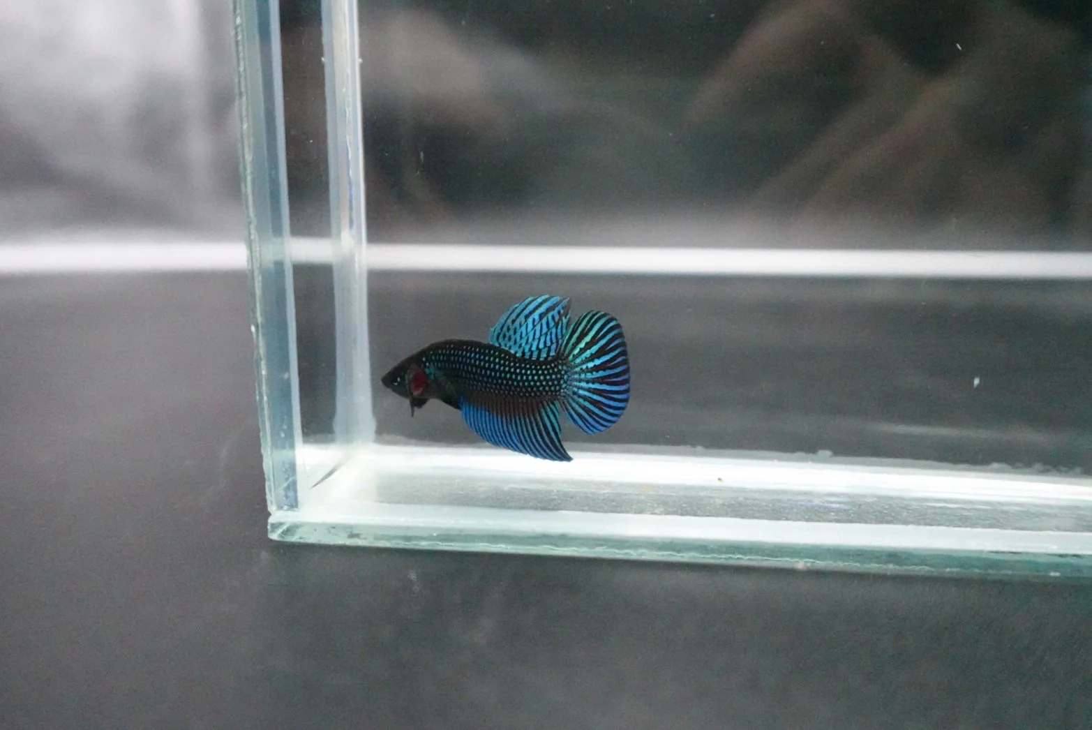 Green Mahachaiensis Betta - Thailand Wild Betta (Male) - Image 3