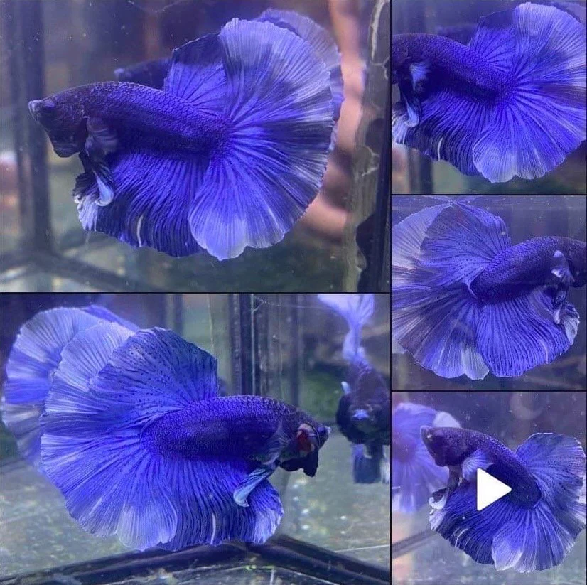 Halfmoon Blue Betta Fish (Male) - Image 2