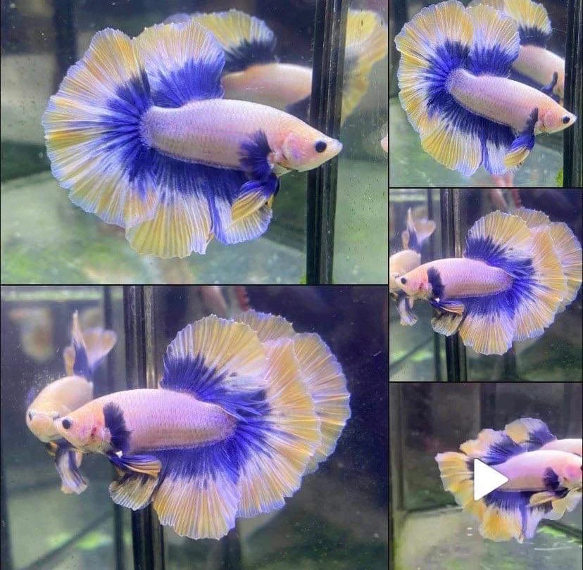 Halfmoon Butterfly Mustard Betta Fish (Male) - Image 2