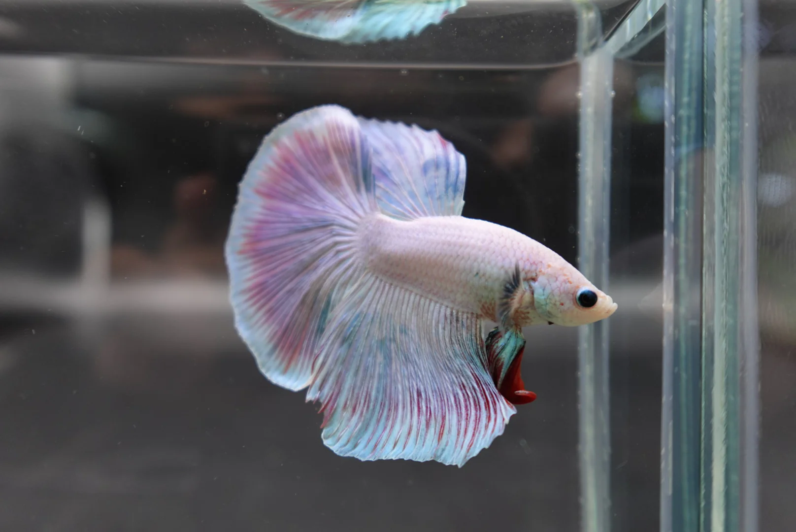 Halfmoon Cotton Candy Betta Fish (Male) - Image 2