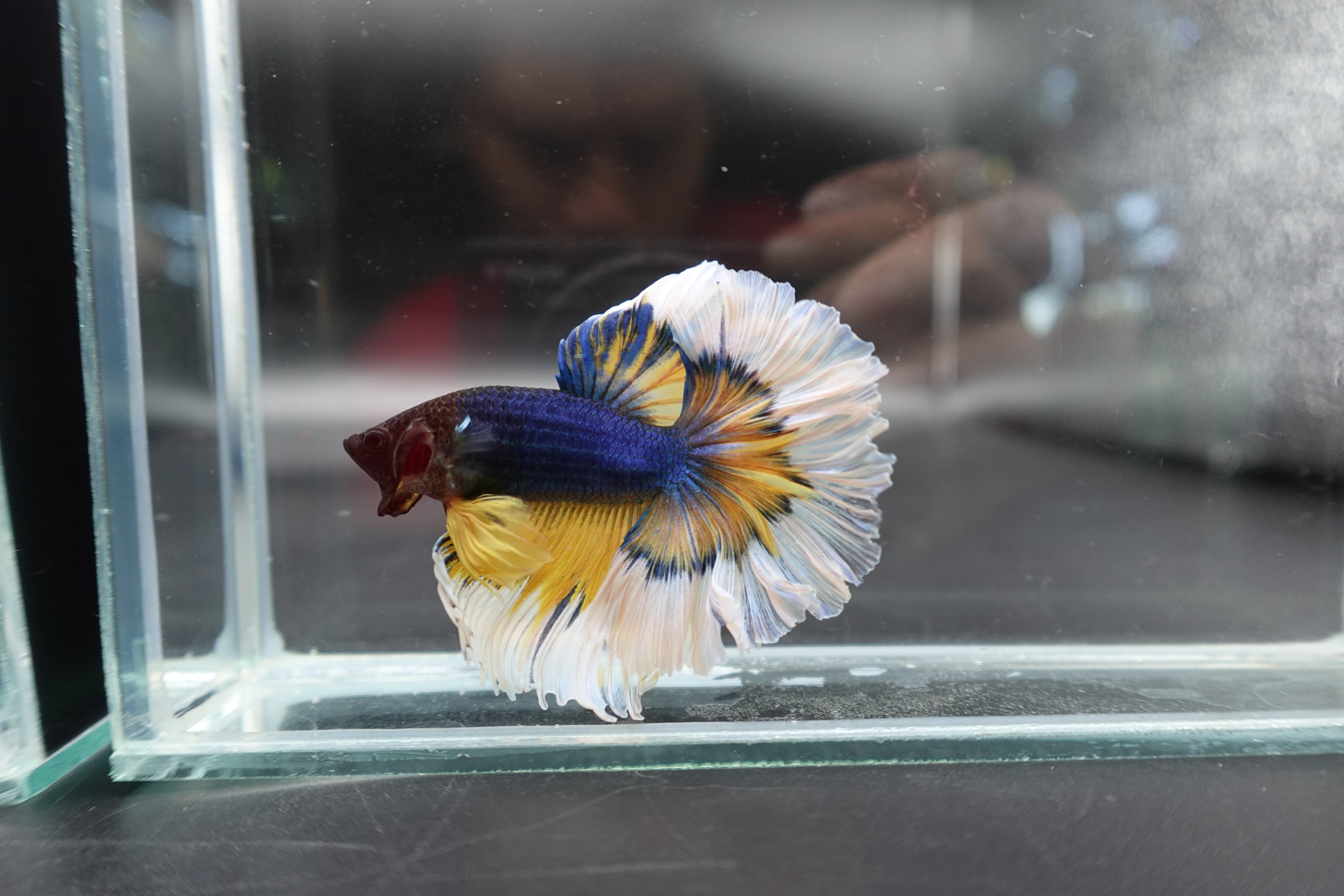 Halfmoon Mustard Butterfly Betta Fish (Male) - Image 2