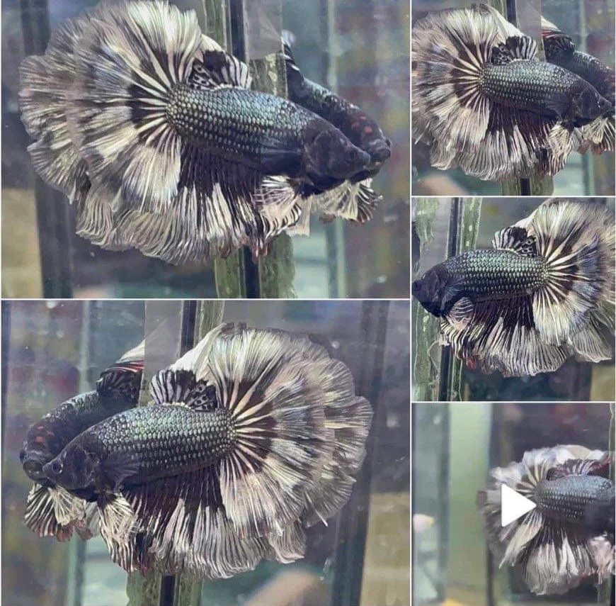 Halfmoon Platinum Betta Fish (Male) - Image 2