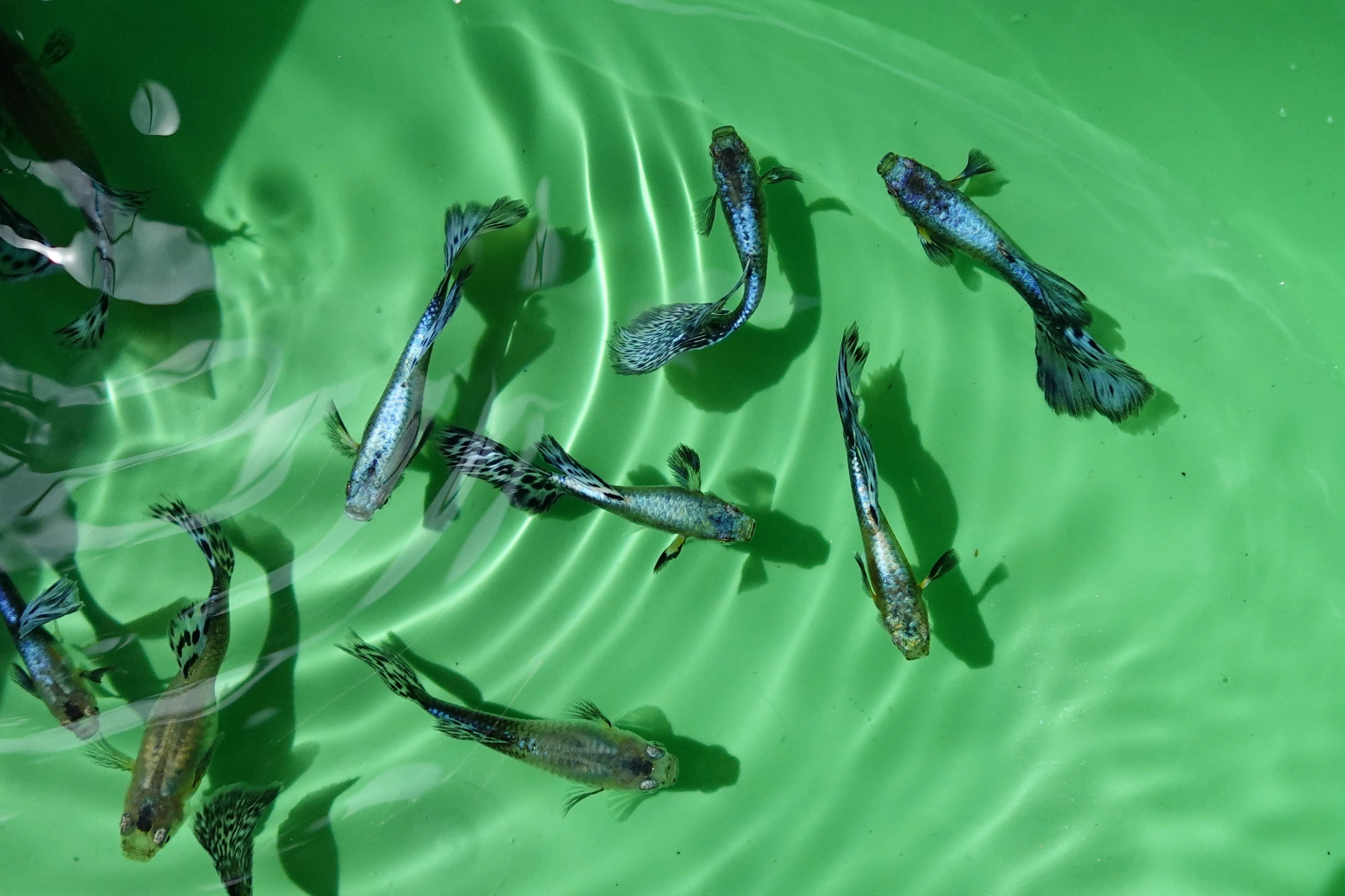 Purple Mosaic Guppy Fish - Image 2