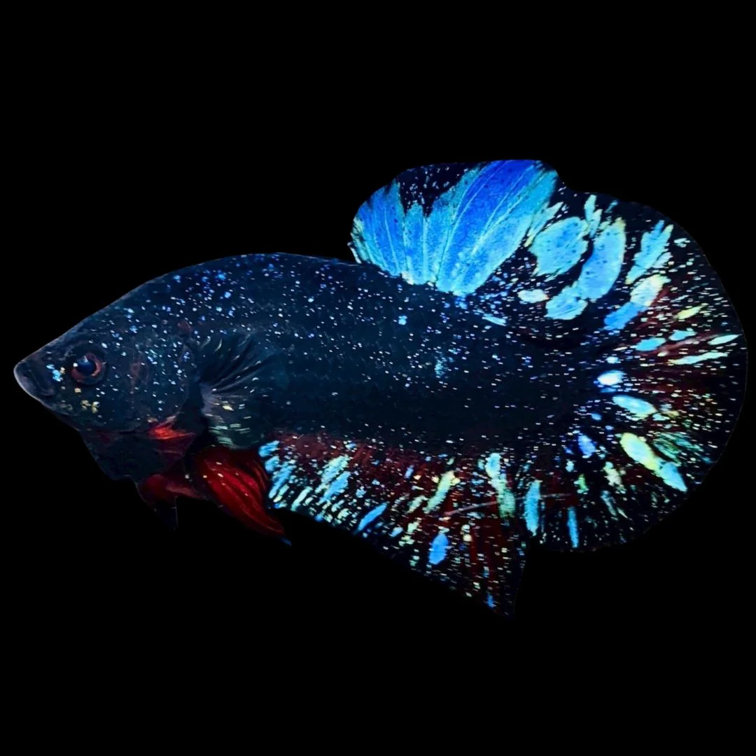 Rare Avatar Betta Fish (Male)