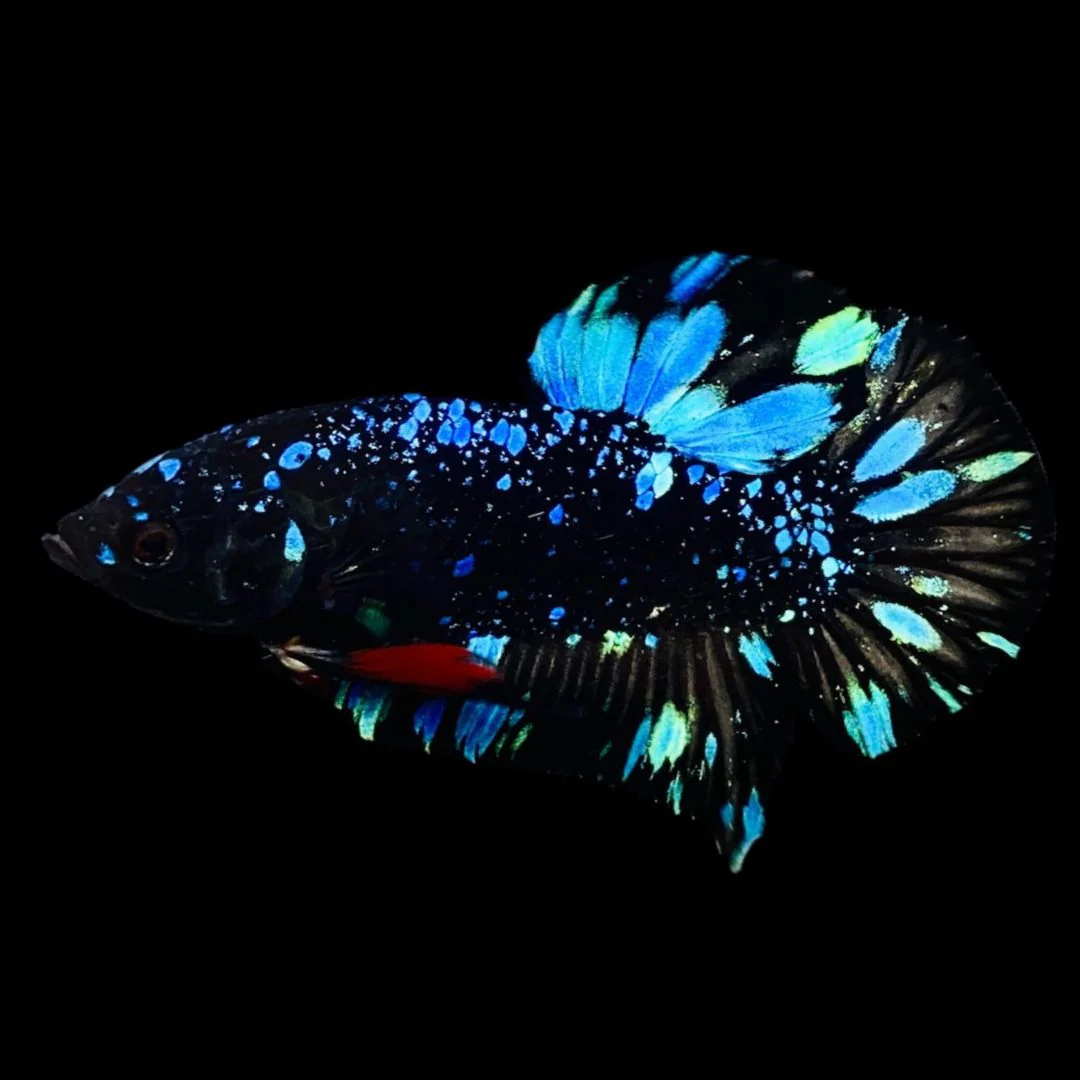 Rare Avatar Betta Fish (Male)