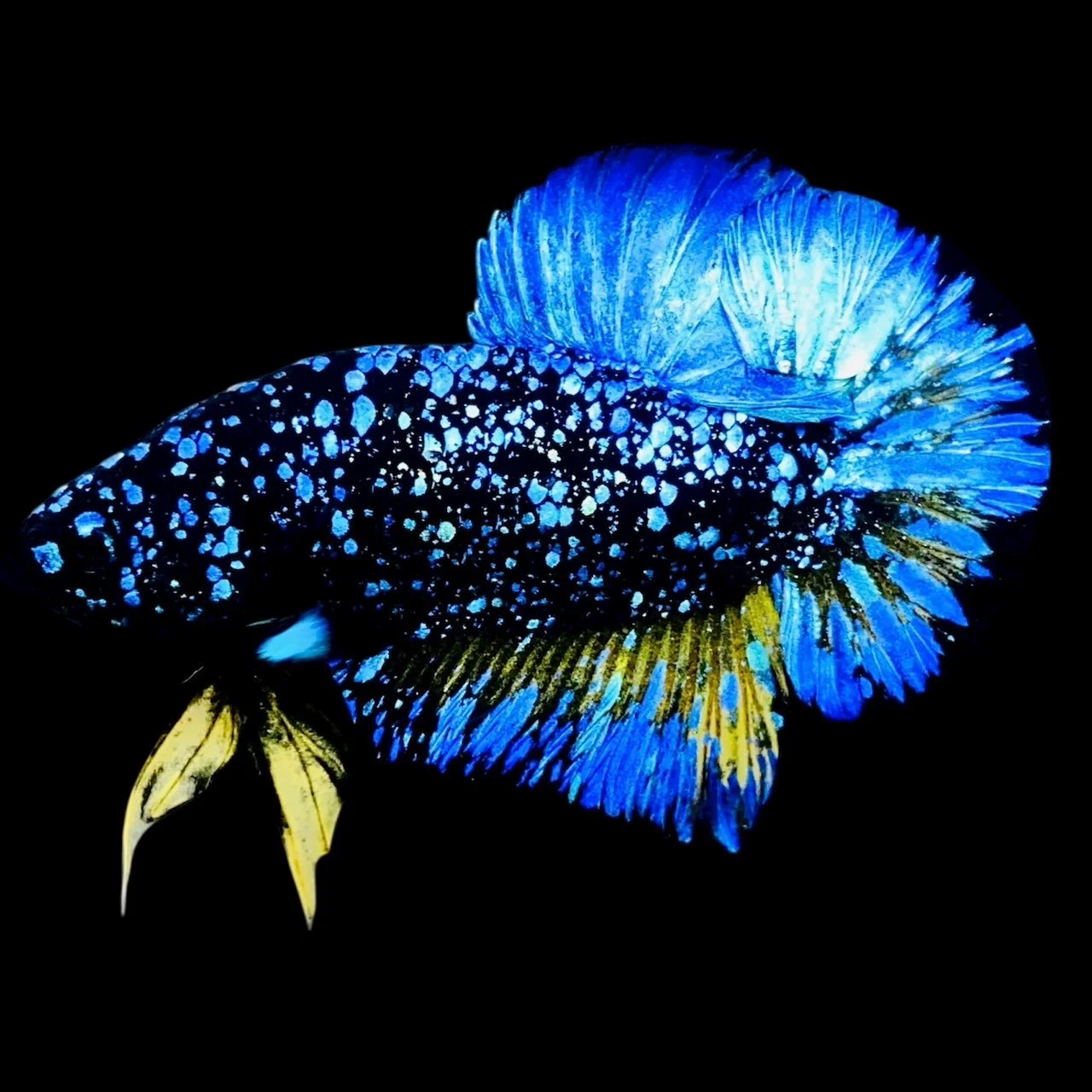 Rare Avatar Betta Fish (Male)