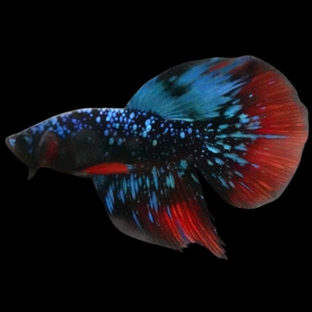 Rare Avatar Betta Fish (Male)