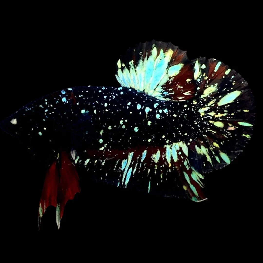Rare Avatar Betta Fish (Male)