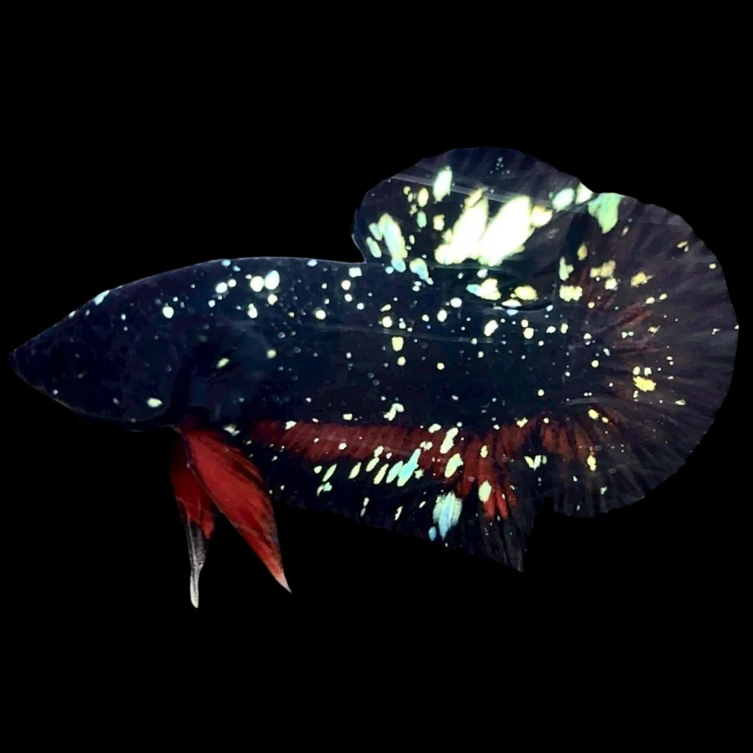 Rare Avatar Betta Fish (Male)