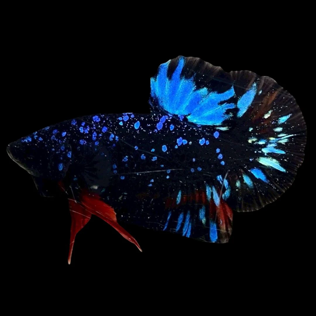 Rare Avatar Betta Fish (Male)