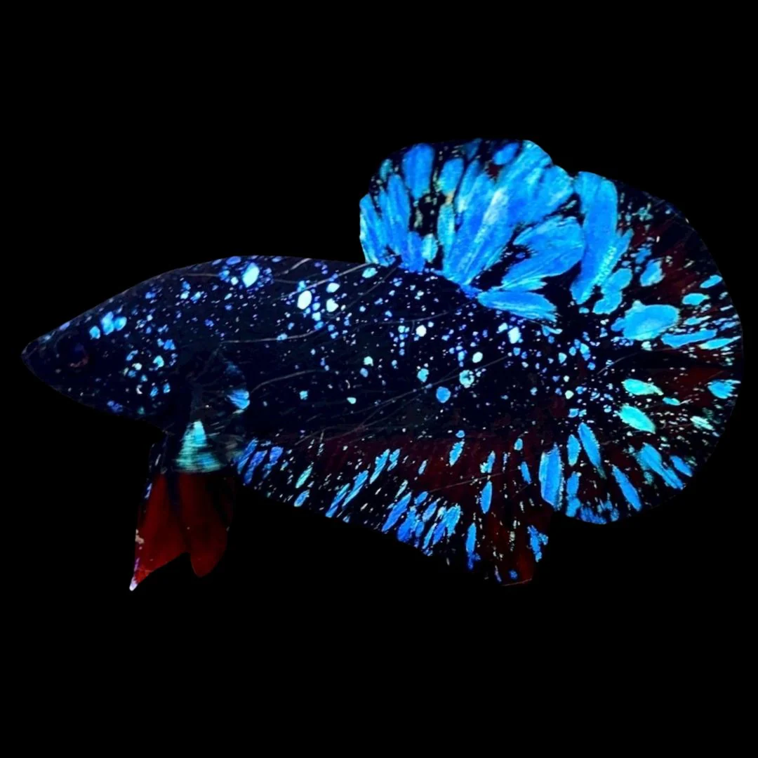 Rare Avatar Betta Fish (Male)