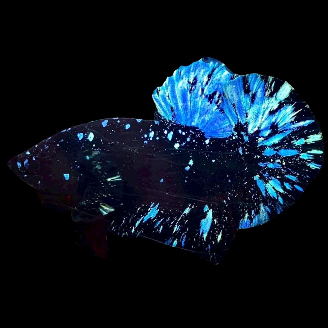 Rare Avatar Betta Fish (Male)
