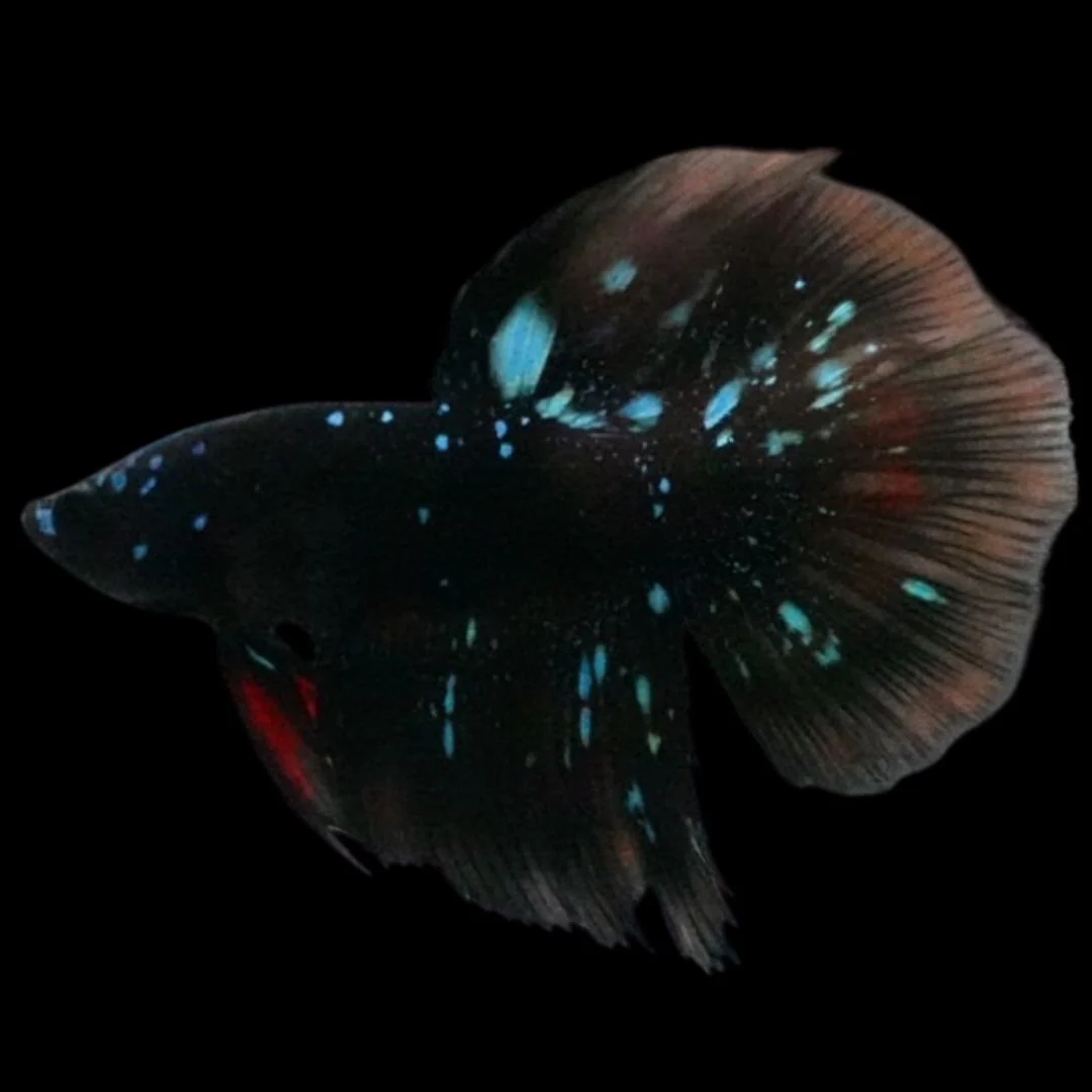Rare Avatar Betta Fish (Male)