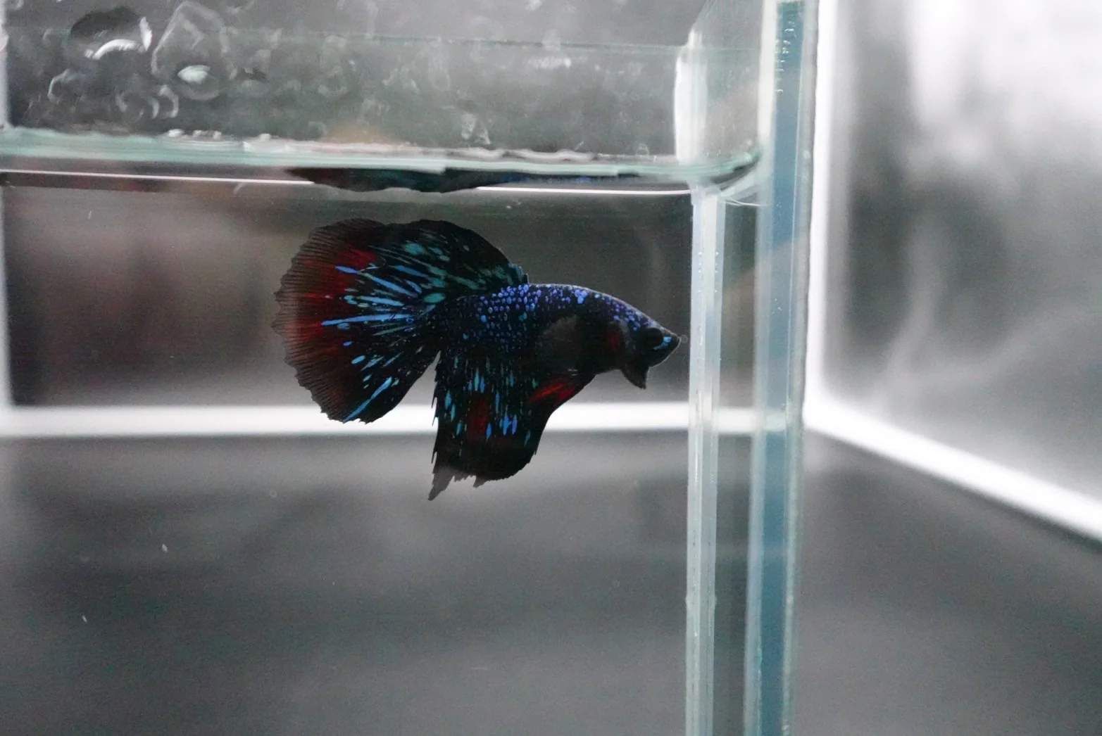 Rare Avatar Betta Fish (Male) - Image 2
