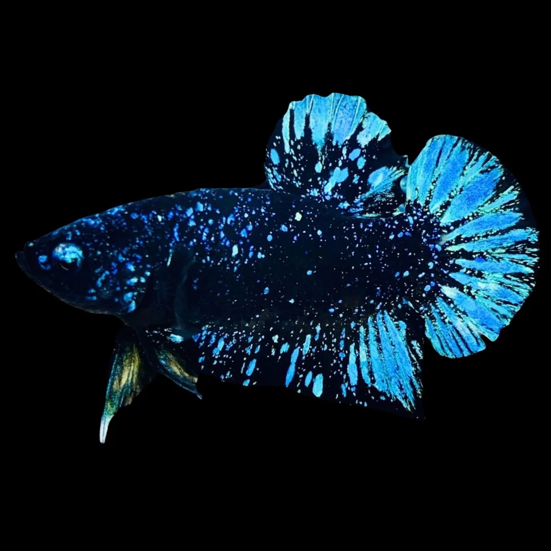 Rare Avatar Betta Fish (Male)