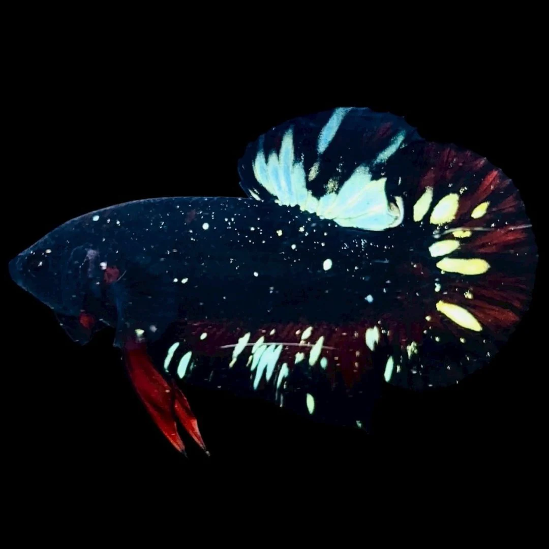 Rare Avatar Betta Fish (Male)