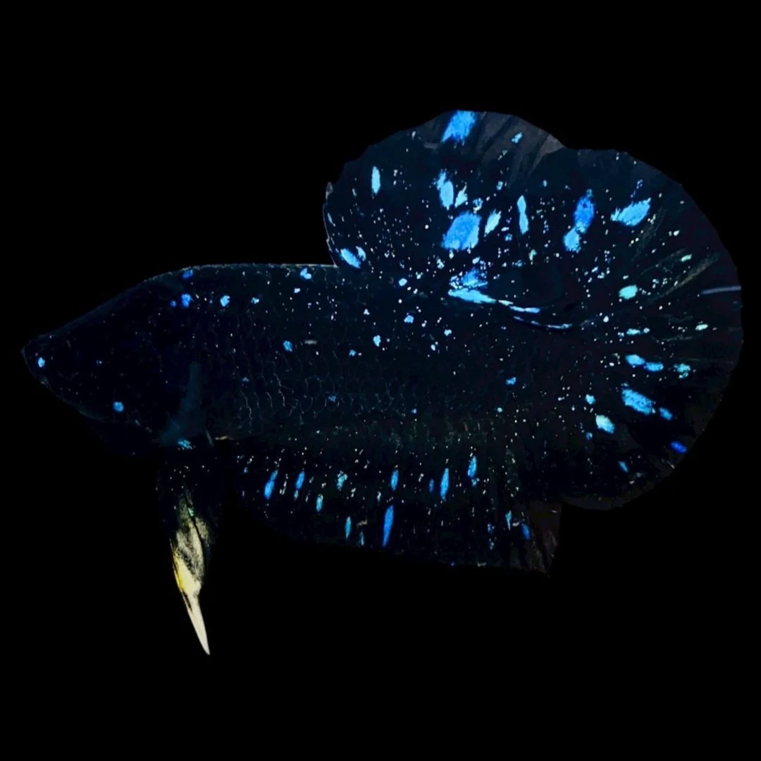 Rare Avatar Betta Fish (Male)