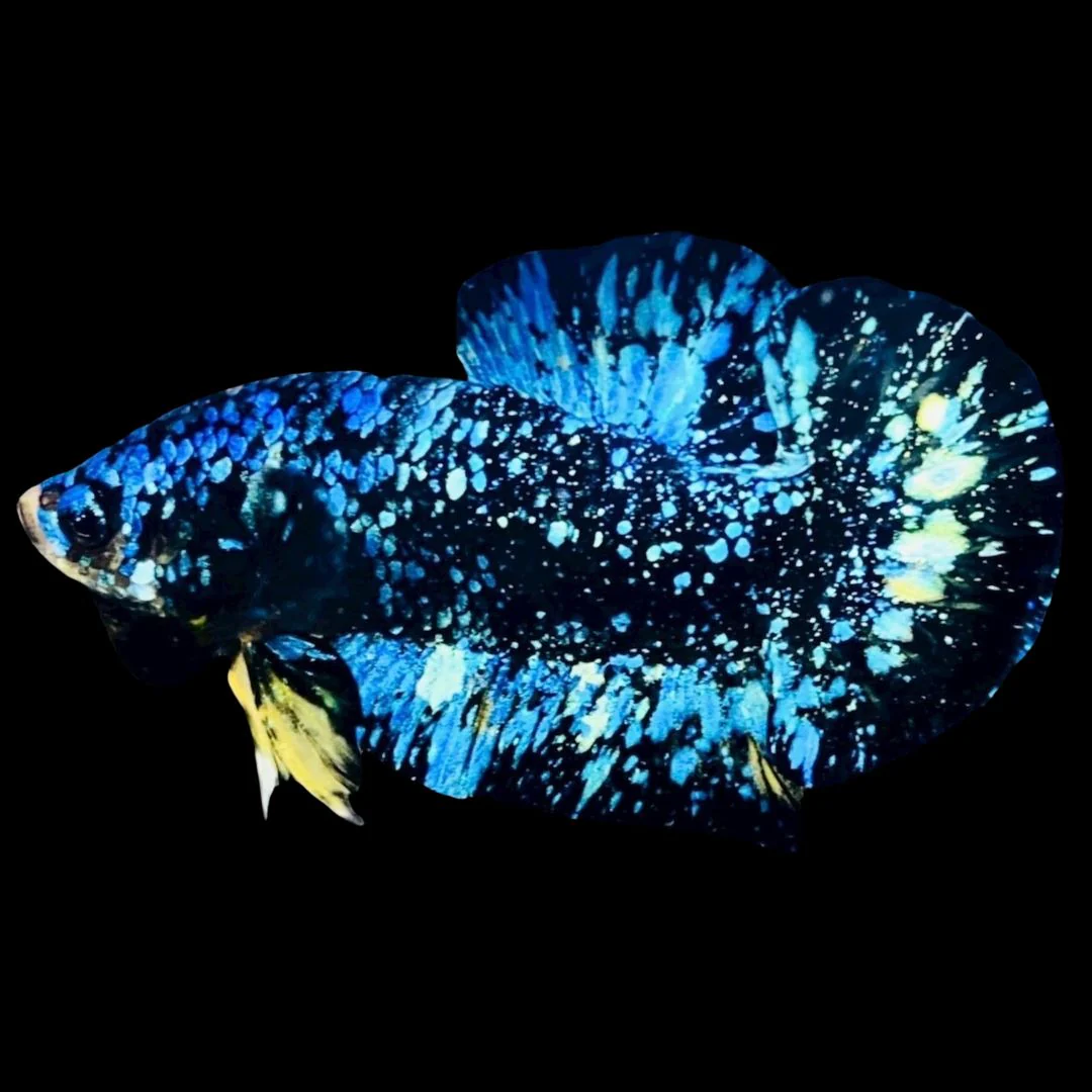Rare Avatar Betta Fish (Male)
