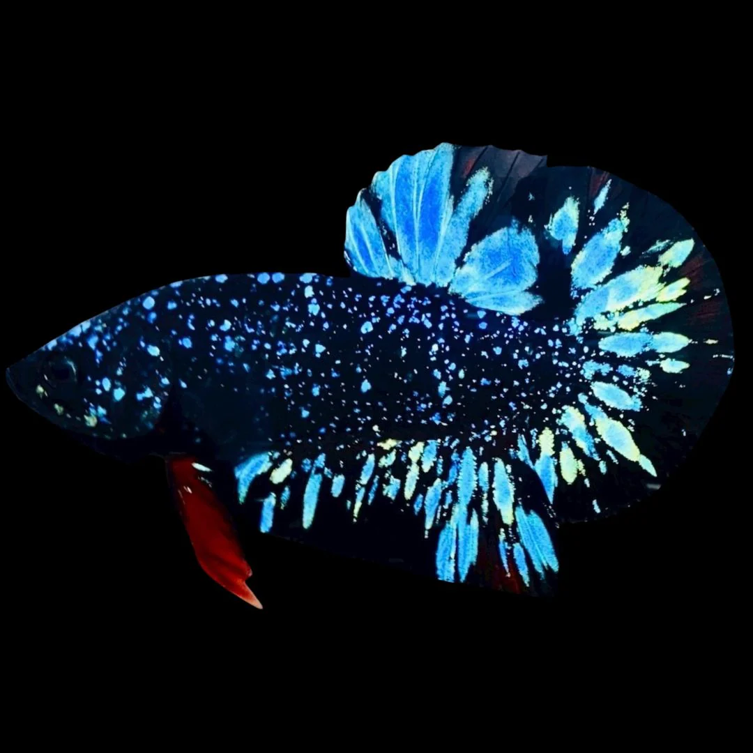 Rare Avatar Betta Fish (Male)