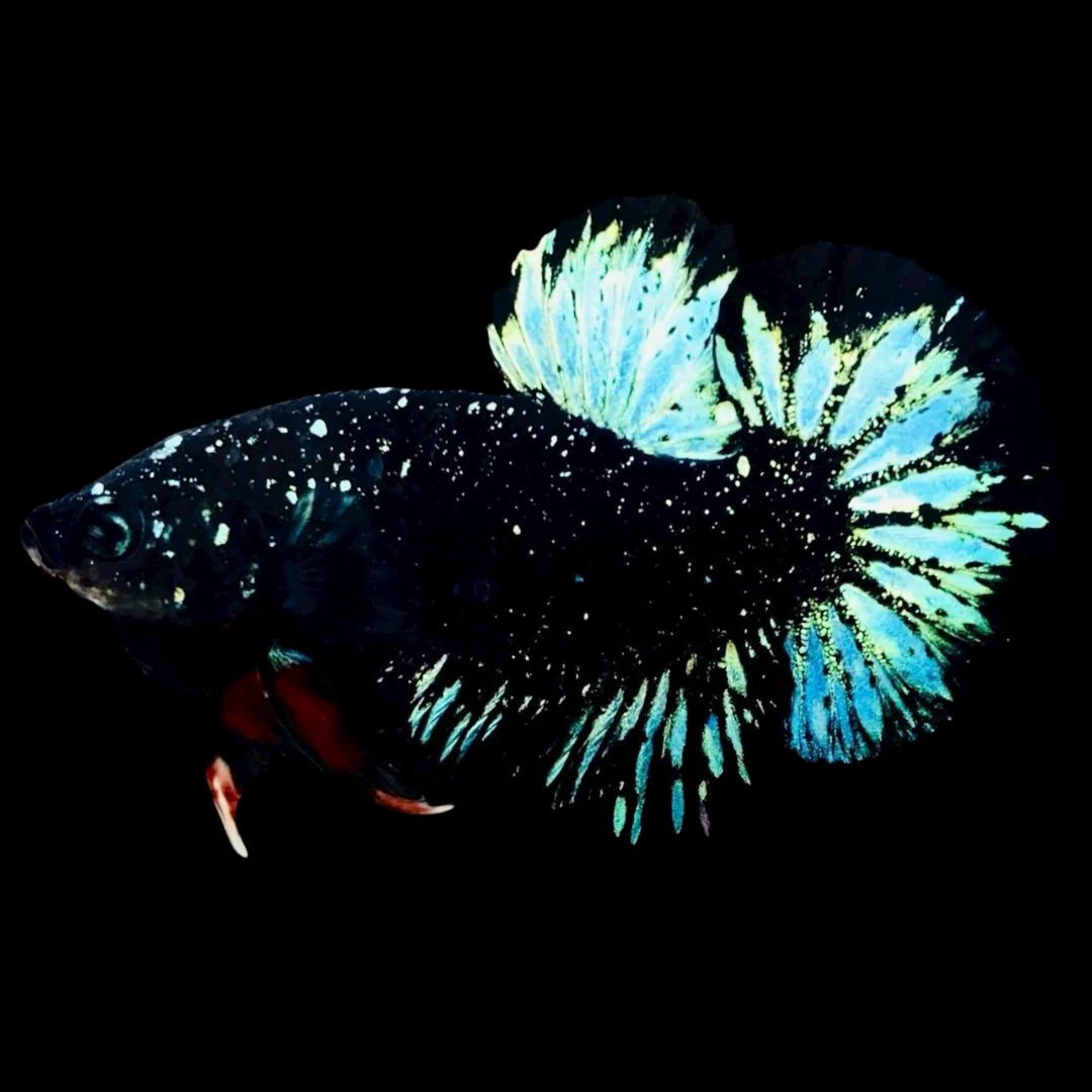 Rare Avatar Betta Fish (Male)