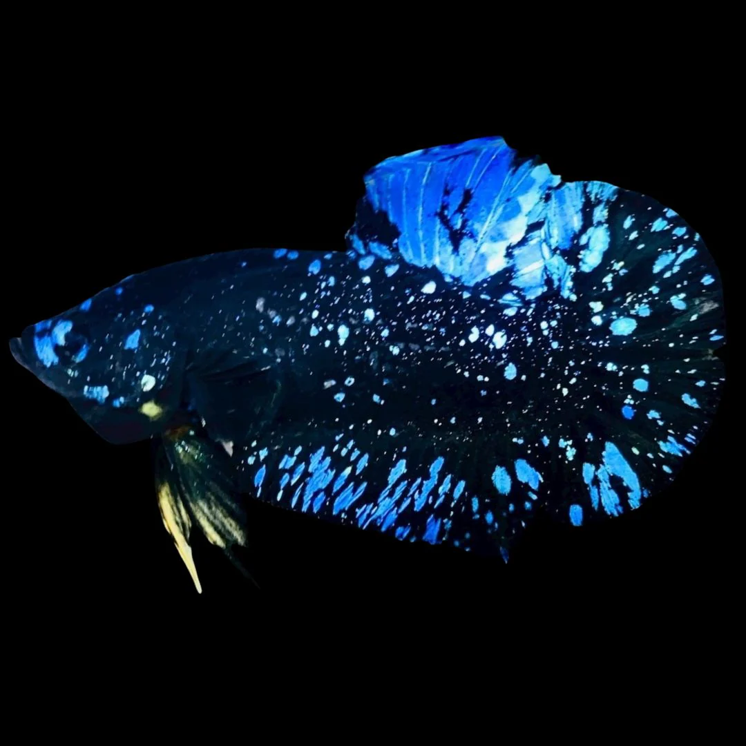 Rare Avatar Betta Fish (Male)