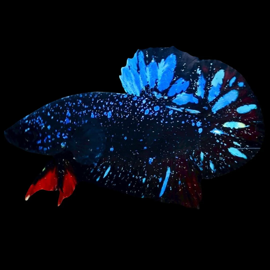 Rare Avatar Betta Fish (Male)