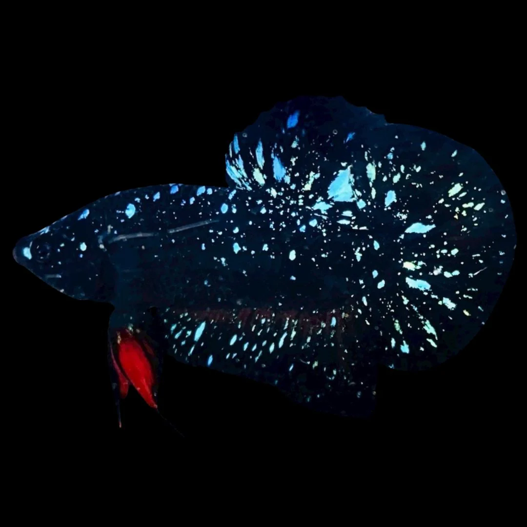 Rare Avatar Betta Fish (Male)