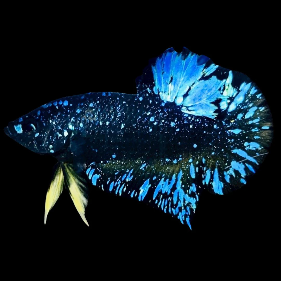 Rare Avatar Betta Fish (Male)